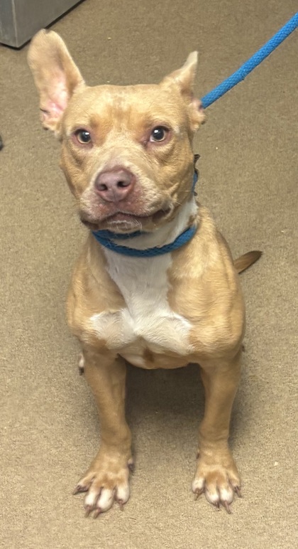 Shelter Stray Male Dog last seen Near POUNDS LANE, 30021, GA, 3280 Chamblee Dunwoody Rd, Chamblee, GA 30341, USA