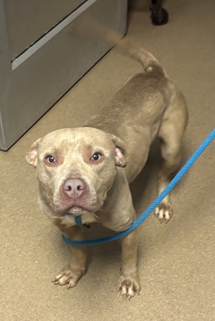 Shelter Stray Male Dog last seen Near POUNDS LANE, 30021, GA, 3280 Chamblee Dunwoody Rd, Chamblee, GA 30341, USA