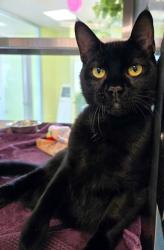 Shelter Stray Male Cat last seen Near magrill st. longview tx, Longview, City of, TX, 303 H G Mosley Pkwy, Longview, TX 75604, USA