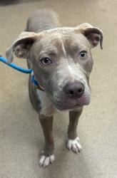 Shelter Stray Male Dog last seen Near Flat Shoals Rd SE, Atlanta, GA 30316, 30316, GA, 3280 Chamblee Dunwoody Rd, Chamblee, GA 30341, USA