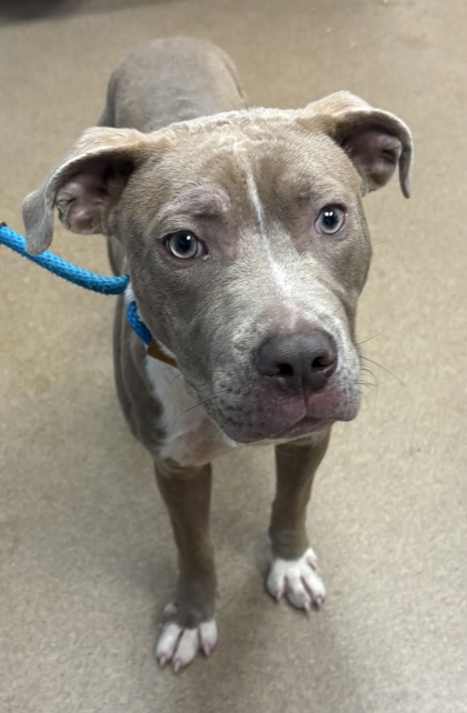 Shelter Stray Male Dog last seen Near Flat Shoals Rd SE, Atlanta, GA 30316, 30316, GA, 3280 Chamblee Dunwoody Rd, Chamblee, GA 30341, USA