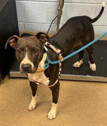 Shelter Stray Female Dog last seen Near Susan Creek Drive, 30083, GA, 3280 Chamblee Dunwoody Rd, Chamblee, GA 30341, USA