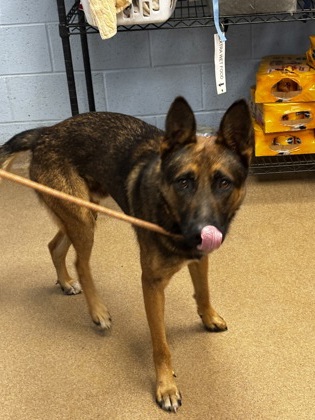 Shelter Stray Male Dog last seen Near Fleetwood Drive SE 30316, 30316, GA, 3280 Chamblee Dunwoody Rd, Chamblee, GA 30341, USA