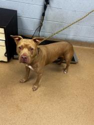 Shelter Stray Male Dog last seen Near Thompson Circle Decatur, 30034, 30034, GA, 3280 Chamblee Dunwoody Rd, Chamblee, GA 30341, USA