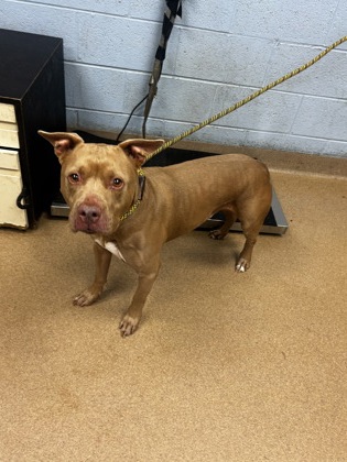 Shelter Stray Male Dog last seen Near Thompson Circle Decatur, 30034, 30034, GA, 3280 Chamblee Dunwoody Rd, Chamblee, GA 30341, USA