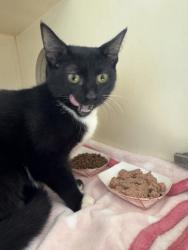 Shelter Stray Female Cat last seen Near Central Ave, Doraville, GA 30340, 30340, GA, 3280 Chamblee Dunwoody Rd, Chamblee, GA 30341, USA