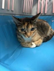 Shelter Stray Female Cat last seen Near Davis St, New Bern City Limits,, 1639 Old Airport Rd, New Bern, NC 28562, USA