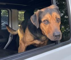 Shelter Stray Male Dog last seen Falls Church, VA, 22042, Graham Rd & Arlington Blv, Fairfax County, VA, 4500 West Ox Rd, Fairfax, VA 22030, USA