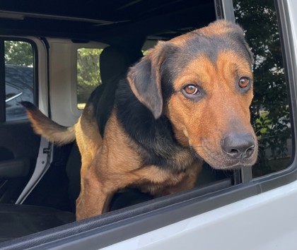 Shelter Stray Male Dog last seen Falls Church, VA, 22042, Graham Rd & Arlington Blv, Fairfax County, VA, 4500 West Ox Rd, Fairfax, VA 22030, USA