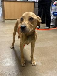 Shelter Stray Female Dog last seen Near Hwy 29 S. 29626, Anderson County, SC, 1320 US-29, Anderson, SC 29626, USA