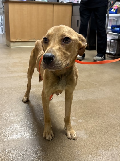 Shelter Stray Female Dog last seen Near Hwy 29 S. 29626, Anderson County, SC, 1320 US-29, Anderson, SC 29626, USA