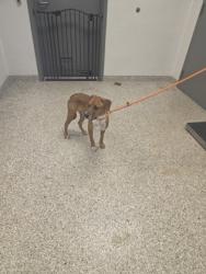 Shelter Stray Male Dog last seen Near Circle B Farm Rd, County/Unicorporated, NC, 1491 Business Park Ct, Gastonia, NC 28052, USA