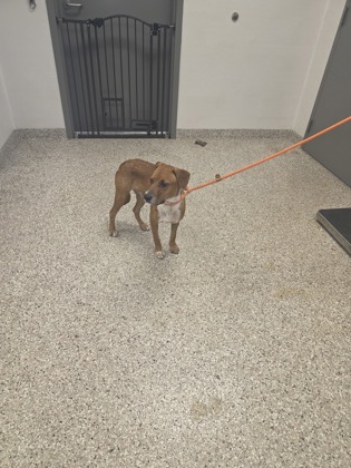 Shelter Stray Male Dog last seen Near Circle B Farm Rd, County/Unicorporated, NC, 1491 Business Park Ct, Gastonia, NC 28052, USA