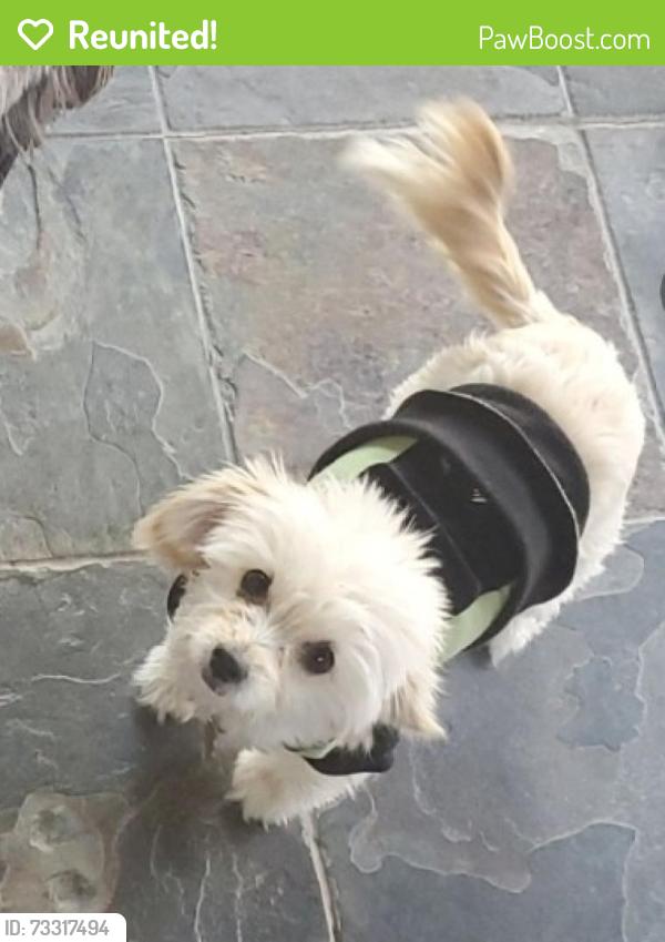Reunited Female Dog last seen Roselle ave and merle ave modesto, Modesto, CA 95355