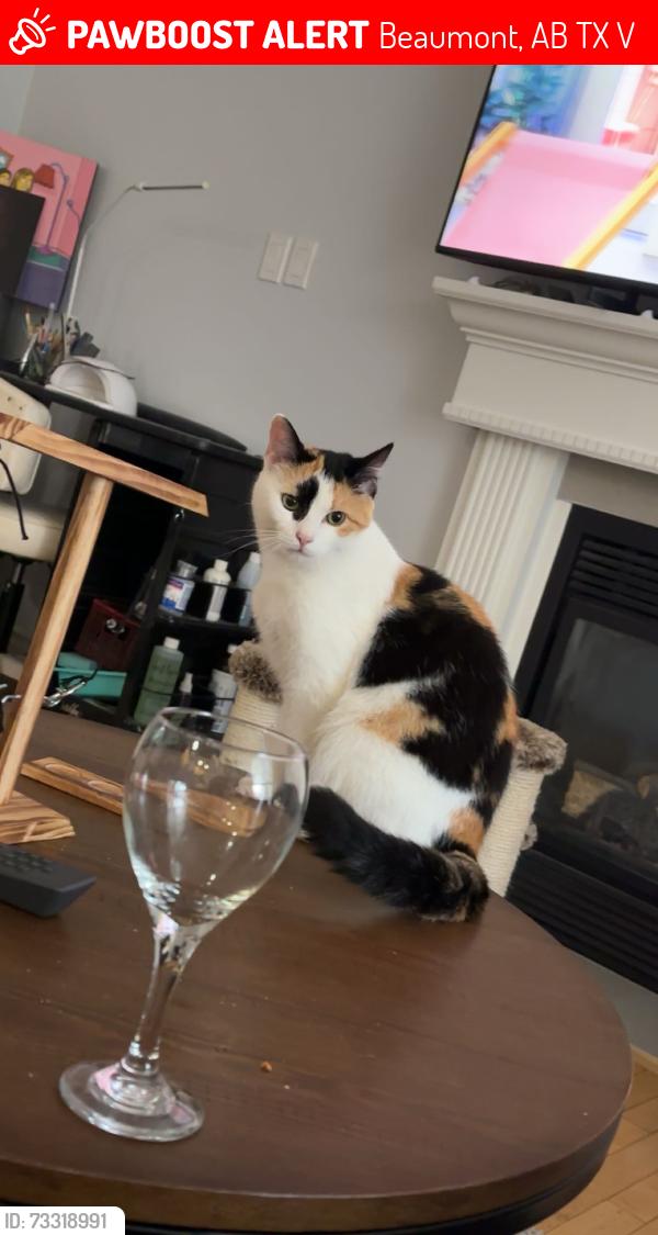 Lost Female Cat last seen Eaglemont Church and Beaumont Rec Centre, Beaumont, AB T4X 1V4