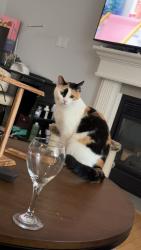 Lost Female Cat last seen Eaglemont Church and Beaumont Rec Centre, Beaumont, AB T4X 1V4