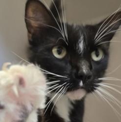 Shelter Stray Male Cat last seen Palm Avenue, San Diego, CA, 92154, 5500 Gaines St, San Diego, CA 92110, USA