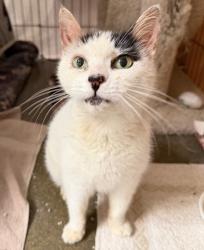 Shelter Stray Female Cat last seen Brought in by sister - pls see notes, Oceanside, CA, 92057, Oceanside, CA 92058, USA