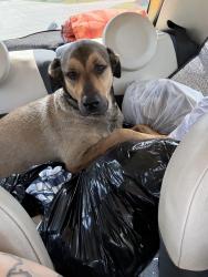 Reunited Male Dog last seen Near cane run road, Louisville, KY 40258