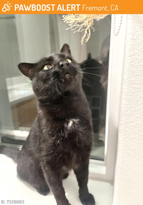 Found/Stray Male Cat last seen Near Client common, fremont. Ca, Fremont, CA 94538