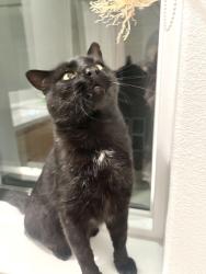 Found/Stray Male Cat last seen Near Client common, fremont. Ca, Fremont, CA 94538