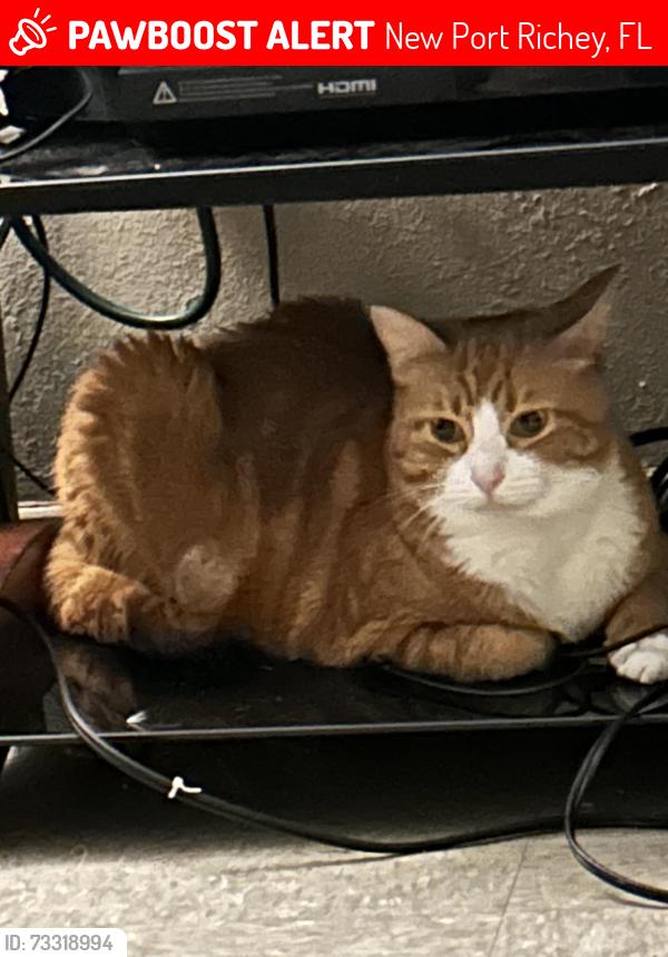 Lost Female Cat last seen Elmhurst dr, New Port Richey, FL 34653