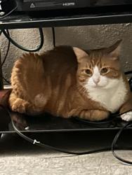 Lost Female Cat last seen Elmhurst dr, New Port Richey, FL 34653