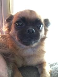 Lost Male Dog last seen Pineda St and Pine Ave, Cocoa, FL 32922