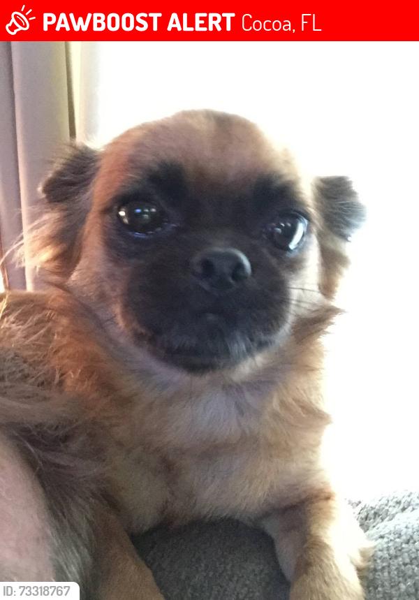 Lost Male Dog last seen Pineda St and Pine Ave, Cocoa, FL 32922