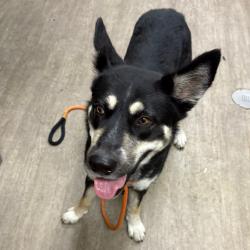 Shelter Stray Female Dog last seen , 361 S Raymond Ave, Pasadena, CA 91105, USA