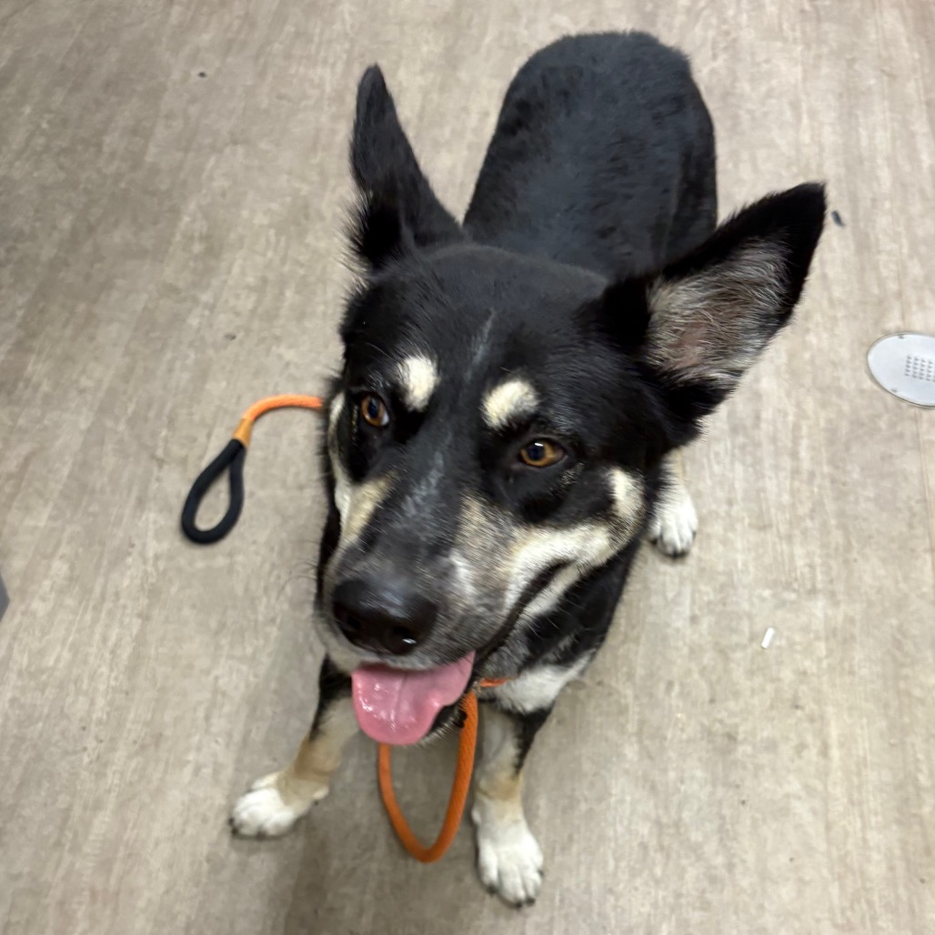 Shelter Stray Female Dog last seen , 361 S Raymond Ave, Pasadena, CA 91105, USA
