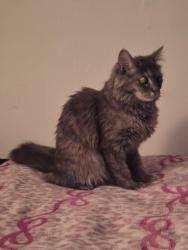 Reunited Female Cat last seen Near nw 31st ave, Miami, FL 33147