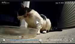 Found/Stray Unknown Cat last seen Parker Baldwin, Greensboro, NC 27406