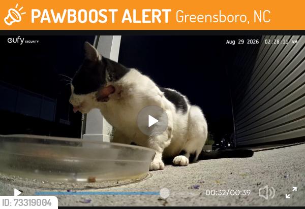 Found/Stray Unknown Cat last seen Parker Baldwin, Greensboro, NC 27406