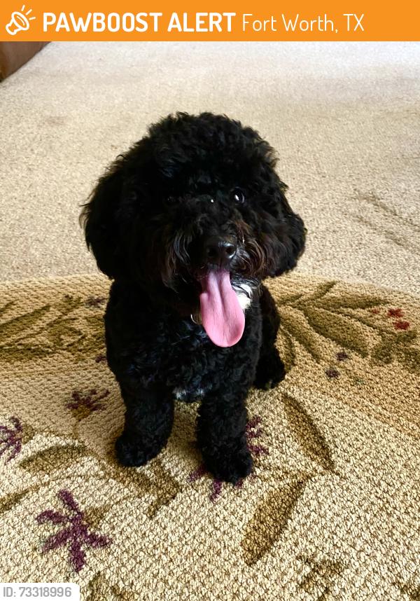 Found/Stray Male Dog last seen Tanny and Dennis Ave Fort Worth Texas, Fort Worth, TX 76114