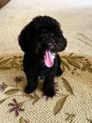 Found/Stray Male Dog last seen Tanny and Dennis Ave Fort Worth Texas, Fort Worth, TX 76114