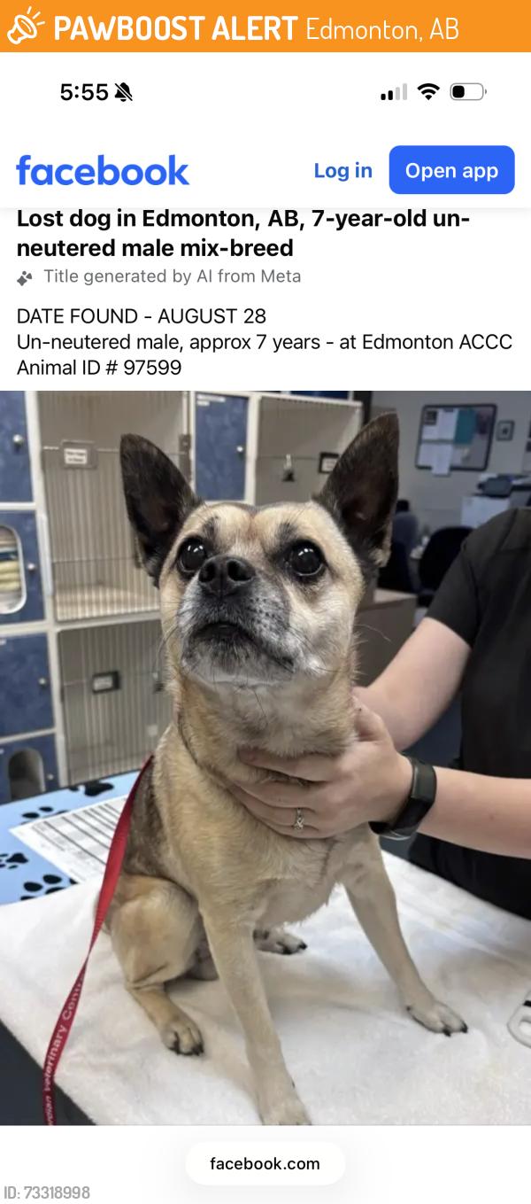Found/Stray Male Dog last seen Crystallina Nera, Edmonton, AB 