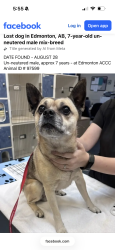Found/Stray Male Dog last seen Crystallina Nera, Edmonton, AB 