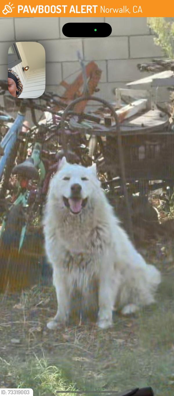 Found/Stray Male Dog last seen Risecrans/Studebaker, Norwalk, CA 90650