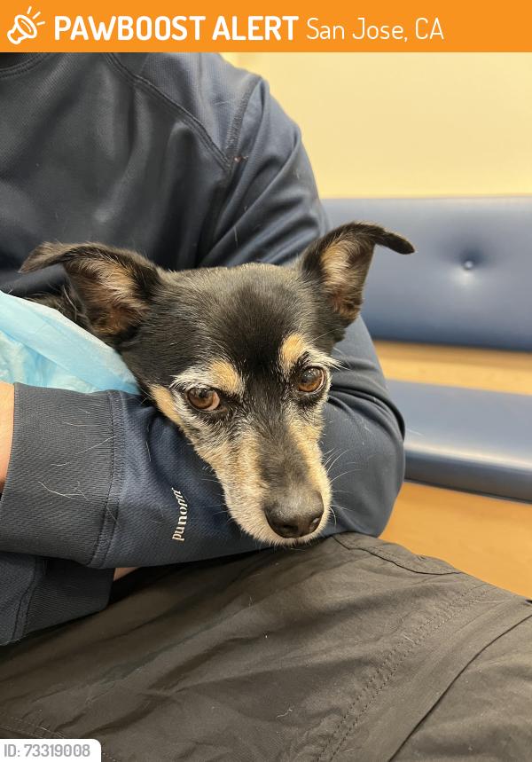 Found/Stray Unknown Dog last seen Great Oaks Blvd and Raleigh Rd // Costco, San Jose, CA 95123