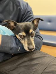 Found/Stray Unknown Dog last seen Great Oaks Blvd and Raleigh Rd // Costco, San Jose, CA 95123