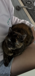 Reunited Female Cat last seen Hollywell, Hollywell, QLD 4216