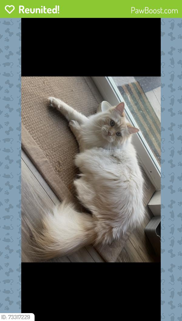 Reunited Male Cat last seen 67th st se, Auburn, WA 98092