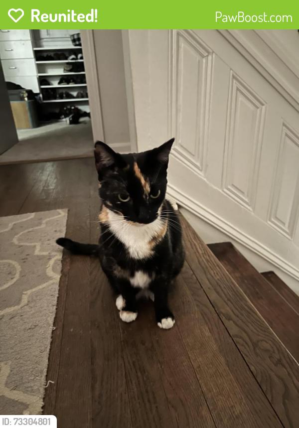Reunited Female Cat last seen Near Chamblee Dunwoody Road, Chateau Woods Neighborhood, Dunwoody, GA 30338