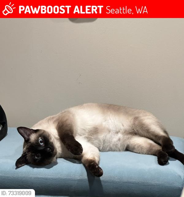 Lost Female Cat last seen Sand point way, Seattle, WA 98125