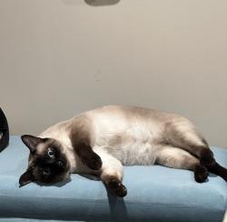 Lost Female Cat last seen Sand point way, Seattle, WA 98125