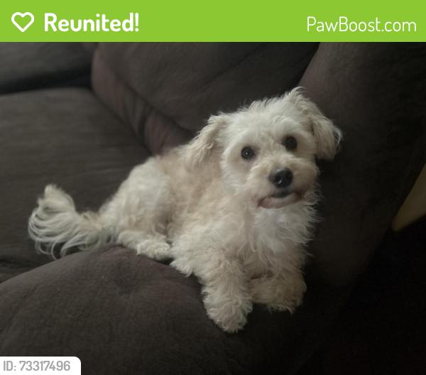 Reunited Male Dog last seen Olympic parkway and Hunte Parkway, Chula Vista, CA 91915