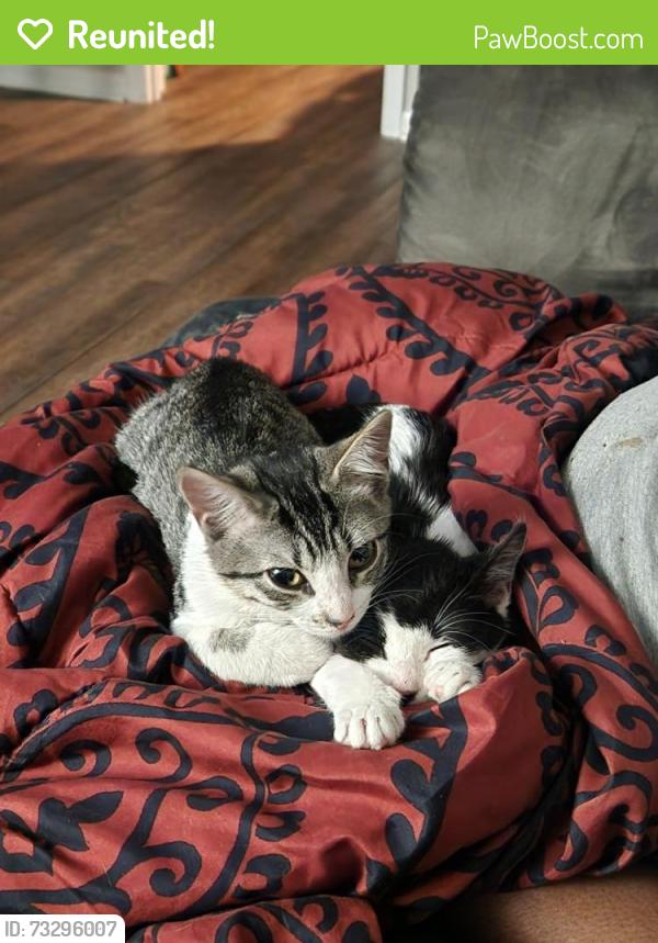 Reunited Female Cat last seen Forrest heights, Athens, GA 30606