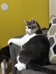 Lost Male Cat last seen Main st in west Milton, West Milton, OH 45383