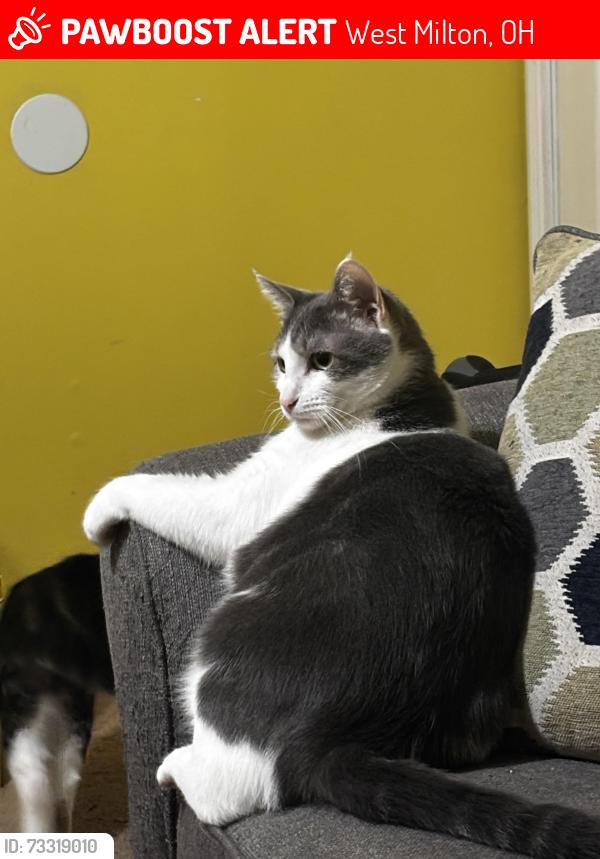 Lost Male Cat last seen Main st in west Milton, West Milton, OH 45383